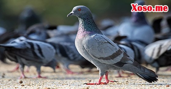 Mơ thấy đàn chim bồ câu là thoát khỏi kiện tụng