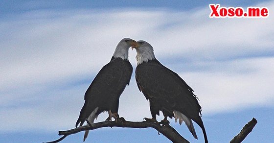 Mơ thấy chim đại bàng đậu là có nguy hiểm