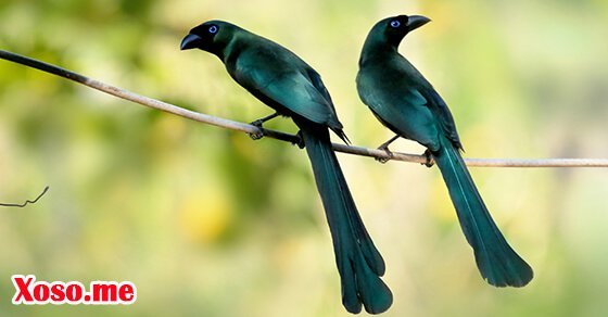 Mơ thấy một đôi chim khách là điềm báo hạnh phúc