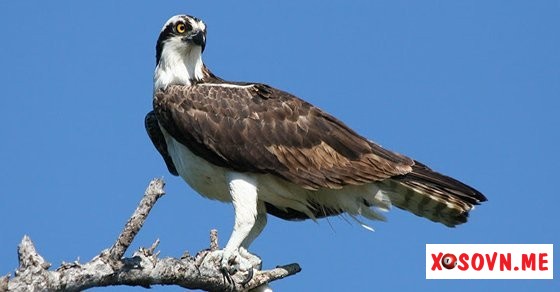 Mơ thấy con chim ó