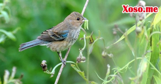 Mơ thấy chim sẻ