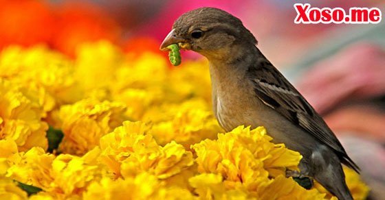 Mơ thấy chim sẻ bắt sâu là điềm báo bệnh tật