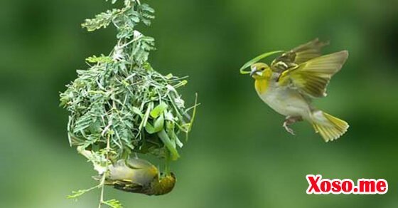 Mơ thấy chim làm tổ là điềm báo may mắn