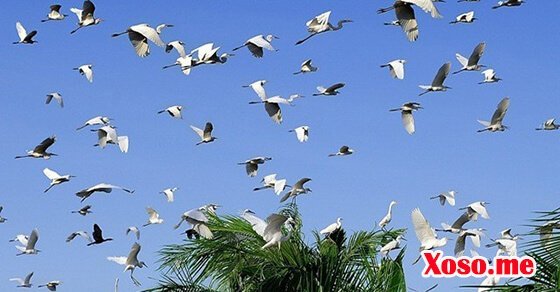 Mơ thấy chim trời