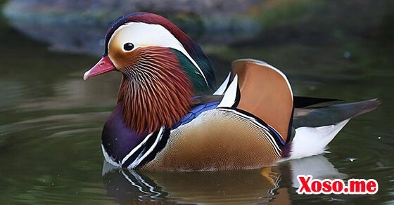 Mơ thấy chim uyên ương là điềm báo hạnh phúc