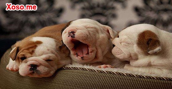 Mơ thấy chó đẻ