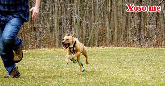 Mơ thấy chó đuổi chạy xuống ao