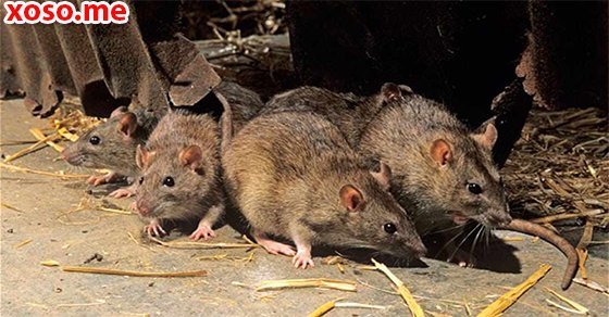 Điềm báo may mắn với giấc mơ chuột chạy vào nhà