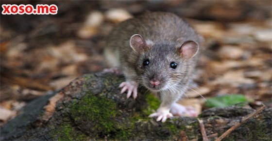 Giấc mơ chuột cống và điềm báo gì?