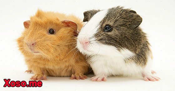 Mơ thấy con chuột