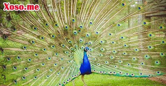 Mơ thấy con công xòe đuôi là điềm tốt