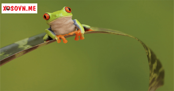 Thay đổi lớn với giấc mơ thấy ếch con