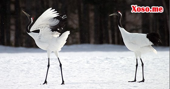 Mơ thấy con hạc bay là điềm báo được tài lộc