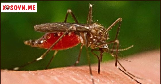 Nằm mơ thấy mình bị một con muỗi đốt là có người quyến rũ mình