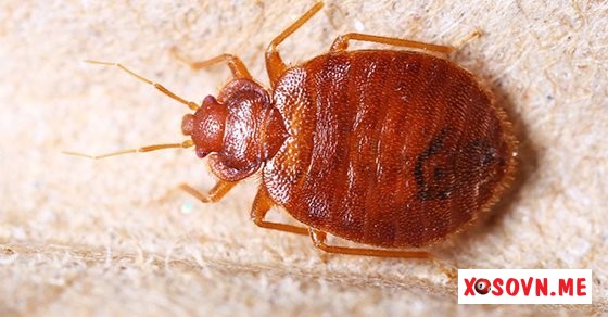 Ngủ mơ thấy con rệp