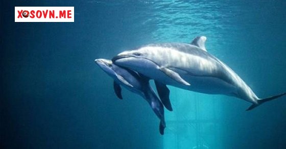 Mơ thấy đẻ ra cá là điềm gì