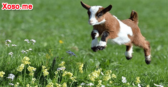 Những điềm báo với giấc mơ dê con