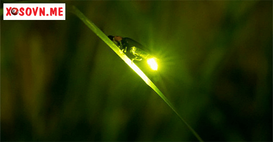 Mơ thấy đom đóm