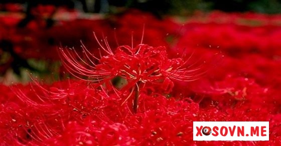 Mơ thấy màu đỏ