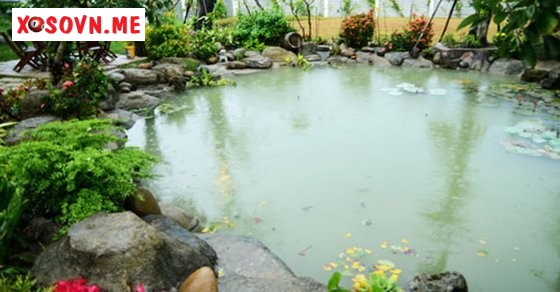 Mơ thấy phải lội xuống ao - Giải mộng chiêm bao lội xuống ao