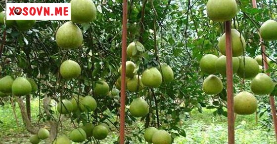 Mơ thấy quả bưởi