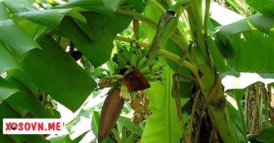 Mơ thấy cây chuối là có điềm báo tốt