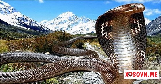 Mơ thấy rắn đất