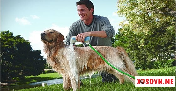 Mơ thấy tắm cho chó