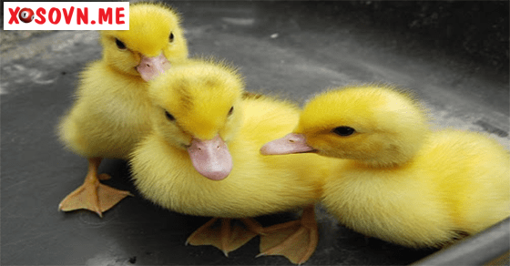 Điềm báo may mắn với giấc mơ thấy vịt con