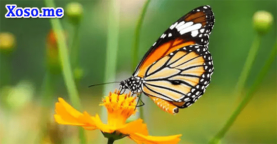 Mơ thấy bươm bướm