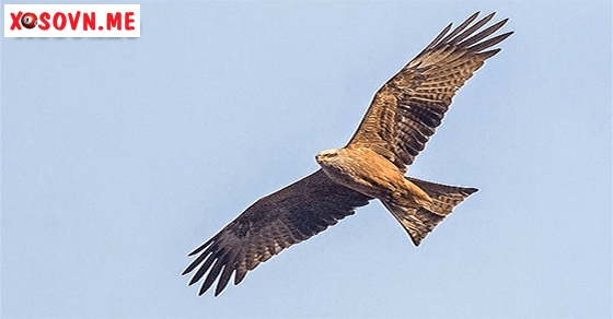 Ý nghĩa giấc mơ thấy diều hâu bay lên trời cao